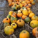 Meadowlark Farm photo