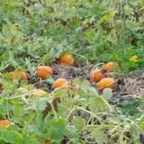 Meadowlark Farm photo