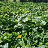 Meadowlark Farm photo