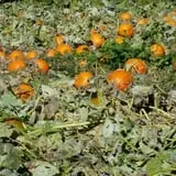 Meadowlark Farm photo