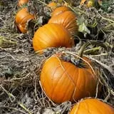 Meadowlark Farm photo