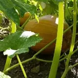 Meadowlark Farm photo