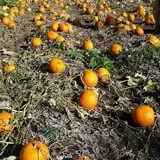 Meadowlark Farm photo