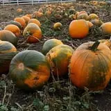 Meadowlark Farm photo