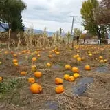Meadowlark Farm photo