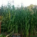 Parkhurst Pumpkin Patch photo