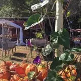 Parkhurst Pumpkin Patch photo