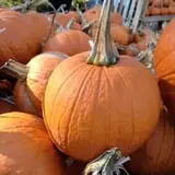 Parkhurst Pumpkin Patch photo