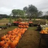 Parkhurst Pumpkin Patch photo