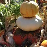 Parkhurst Pumpkin Patch photo