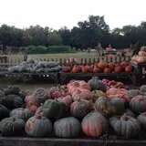 Parkhurst Pumpkin Patch photo