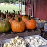 Parkhurst Pumpkin Patch photo