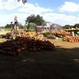 Parkhurst Pumpkin Patch photo