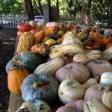 Parkhurst Pumpkin Patch photo