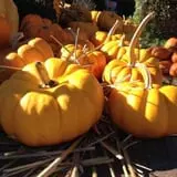 Parkhurst Pumpkin Patch photo