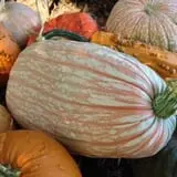 Parkhurst Pumpkin Patch photo