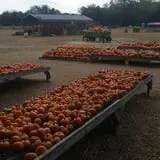 Parkhurst Pumpkin Patch photo