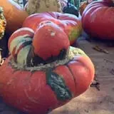 Parkhurst Pumpkin Patch photo