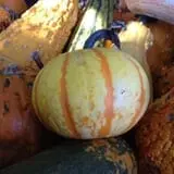 Parkhurst Pumpkin Patch photo