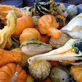 Parkhurst Pumpkin Patch photo