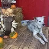 Parkhurst Pumpkin Patch photo