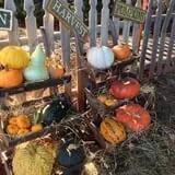 Parkhurst Pumpkin Patch photo