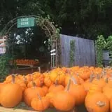 Parkhurst Pumpkin Patch photo
