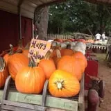 Parkhurst Pumpkin Patch photo