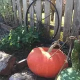 Parkhurst Pumpkin Patch photo