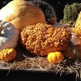 Parkhurst Pumpkin Patch photo