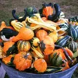 Parkhurst Pumpkin Patch photo
