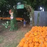 Parkhurst Pumpkin Patch photo