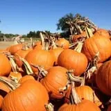 Parkhurst Pumpkin Patch photo