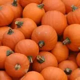 Parkhurst Pumpkin Patch photo
