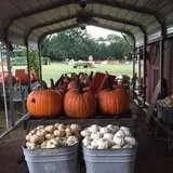 Parkhurst Pumpkin Patch photo