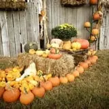 Parkhurst Pumpkin Patch photo