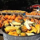 Parkhurst Pumpkin Patch photo