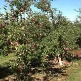 North Chester Orchard photo