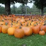 North Chester Orchard photo