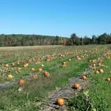 North Chester Orchard photo