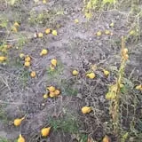 Engel Farms Pumpkin Patch photo