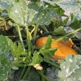 Engel Farms Pumpkin Patch photo