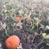 Engel Farms Pumpkin Patch photo