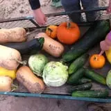 Engel Farms Pumpkin Patch photo