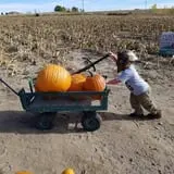 Engel Farms Pumpkin Patch photo