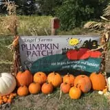 Engel Farms Pumpkin Patch photo
