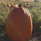 Engel Farms Pumpkin Patch photo