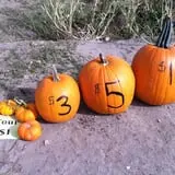 Engel Farms Pumpkin Patch photo