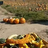 Engel Farms Pumpkin Patch photo