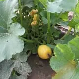 Engel Farms Pumpkin Patch photo